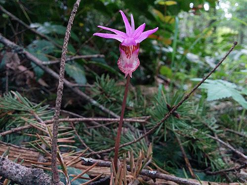 Calypso bulbosa